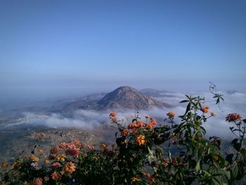 View of plants with mountain in background