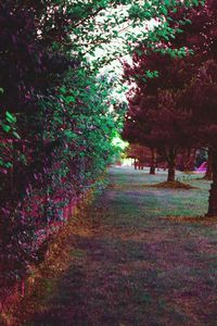 Trees in park