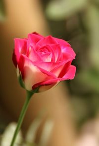 Close-up of flower against blurred background