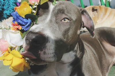 Close-up of dog outdoors