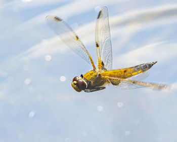 Close-up of dragonfly on leaf