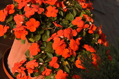High angle view of orange flowering plants