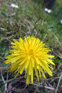 Close-up of yellow flower