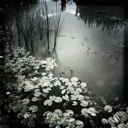 Reflection of trees in lake