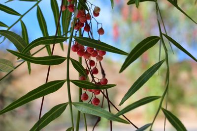 Close-up of flower tree