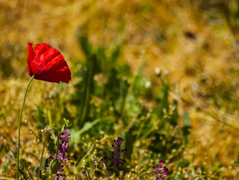 Close-up of red flower blooming on field