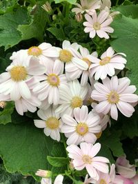 Close-up of white flowers