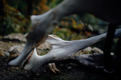 Close-up of animal skull in field