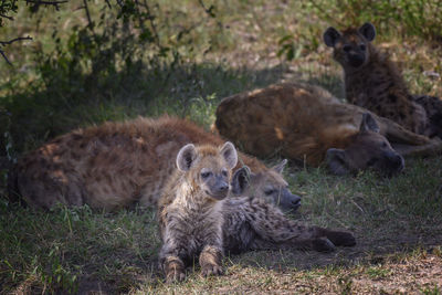 Group of hyenas sitting on field