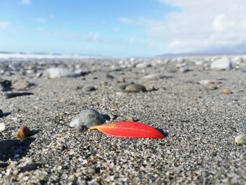 Close-up of crab on beach