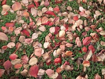 Full frame shot of leaves in field