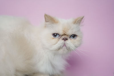 Close-up portrait of a cat