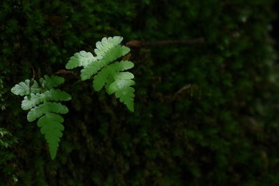 Close-up of plant