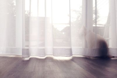 Close-up of cat sitting behind curtain at home