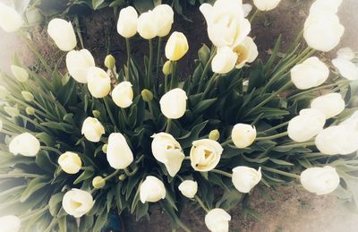 Close-up of white crocus flowers