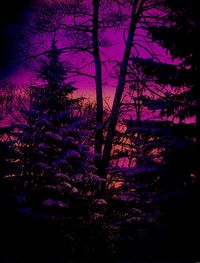 Low angle view of silhouette trees against sky at night