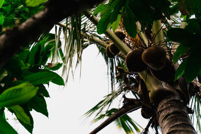 Low angle view of tree against sky