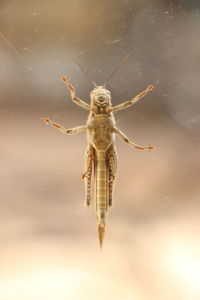 Grasshopper through a window
