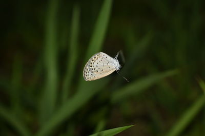 Close-up of butterfly pollinating flower