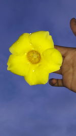 Close-up of hand holding yellow flower