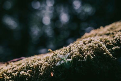 Close-up of moss growing on tree trunk