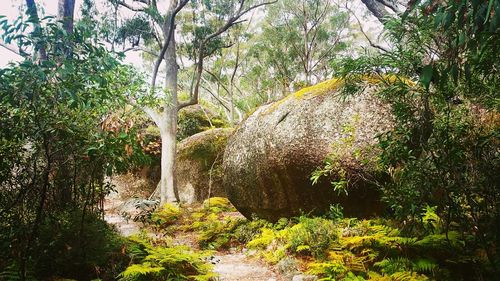 Trees in forest