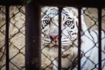 Portrait of cat in cage at zoo