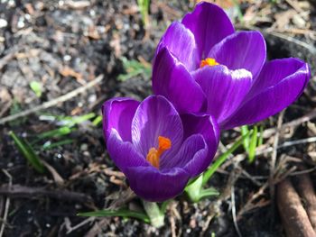 Close-up of purple crocus blooming outdoors