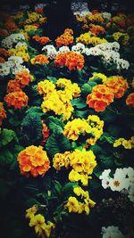 Close-up of yellow flowers