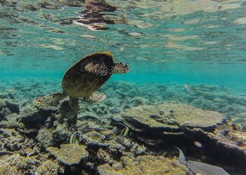 Green turtle swimming in sea