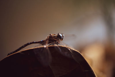 Close-up of insect