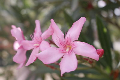 Close-up of pink flowers growing on branch