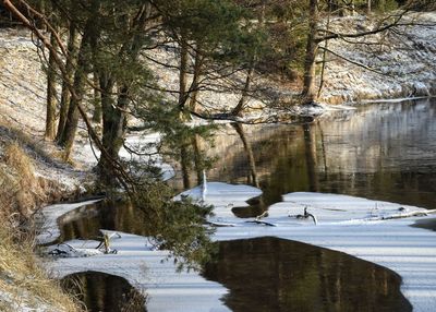 Reflection of trees in water