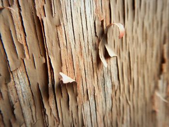 Close-up of wooden surface