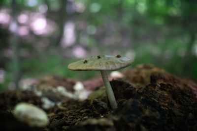 Close-up of mushroom growing on rock