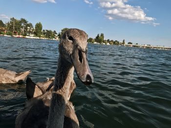 Close-up of horse in sea against sky