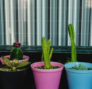 Close-up of potted plant