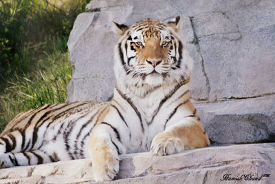 Portrait of tiger sitting on rock