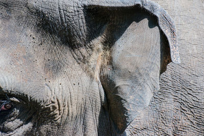 Cropped portrait of elephant