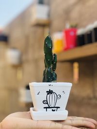 Close-up of hand holding small potted plant