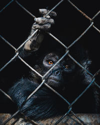 Close-up of monkey in cage at zoo