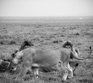 Lioness running on field