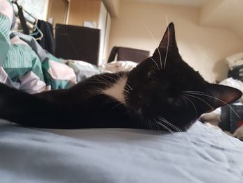 Close-up of cat lying on bed at home