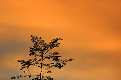 Low angle view of silhouette plant against romantic sky