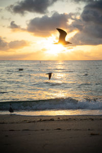 Silhouette of seagulls on beach