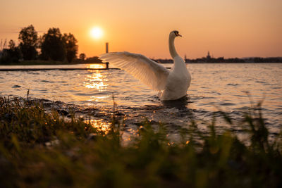 Swans on grassy field during sunset