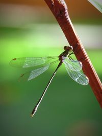 Close-up of dragonfly