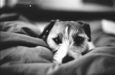 Close-up of puppy on bed