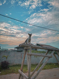 View of cat against sky