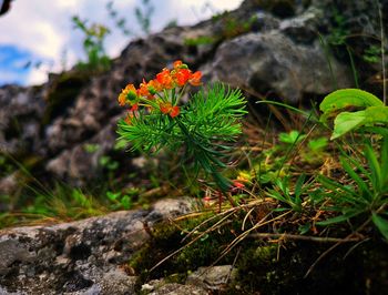 Close-up of flowering plant on rock